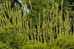Euphorbia ingens image