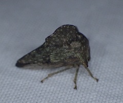 Heliria cornutula
