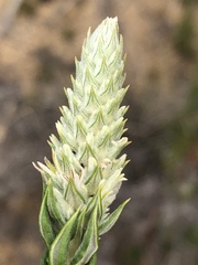Phylica spicata spicata