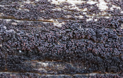 Byssosphaeria rhodomphala