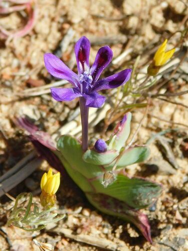 Lapeirousia violacea