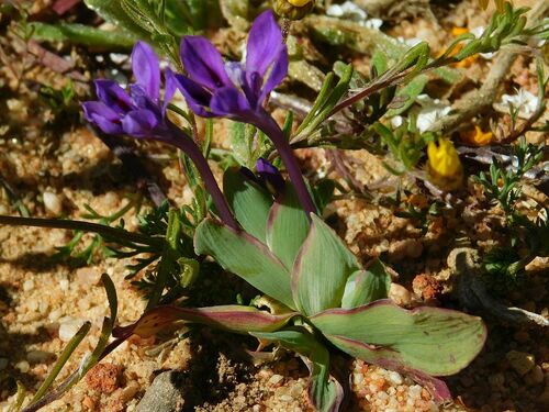 Violet Kabong (Lapeirousia violacea)