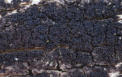 Byssosphaeria rhodomphala