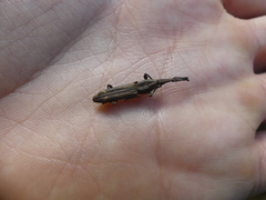 Trachelizini