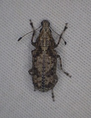 Meconemus infuscatus