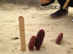 Cynomorium coccineum