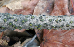 Diatrype virescens