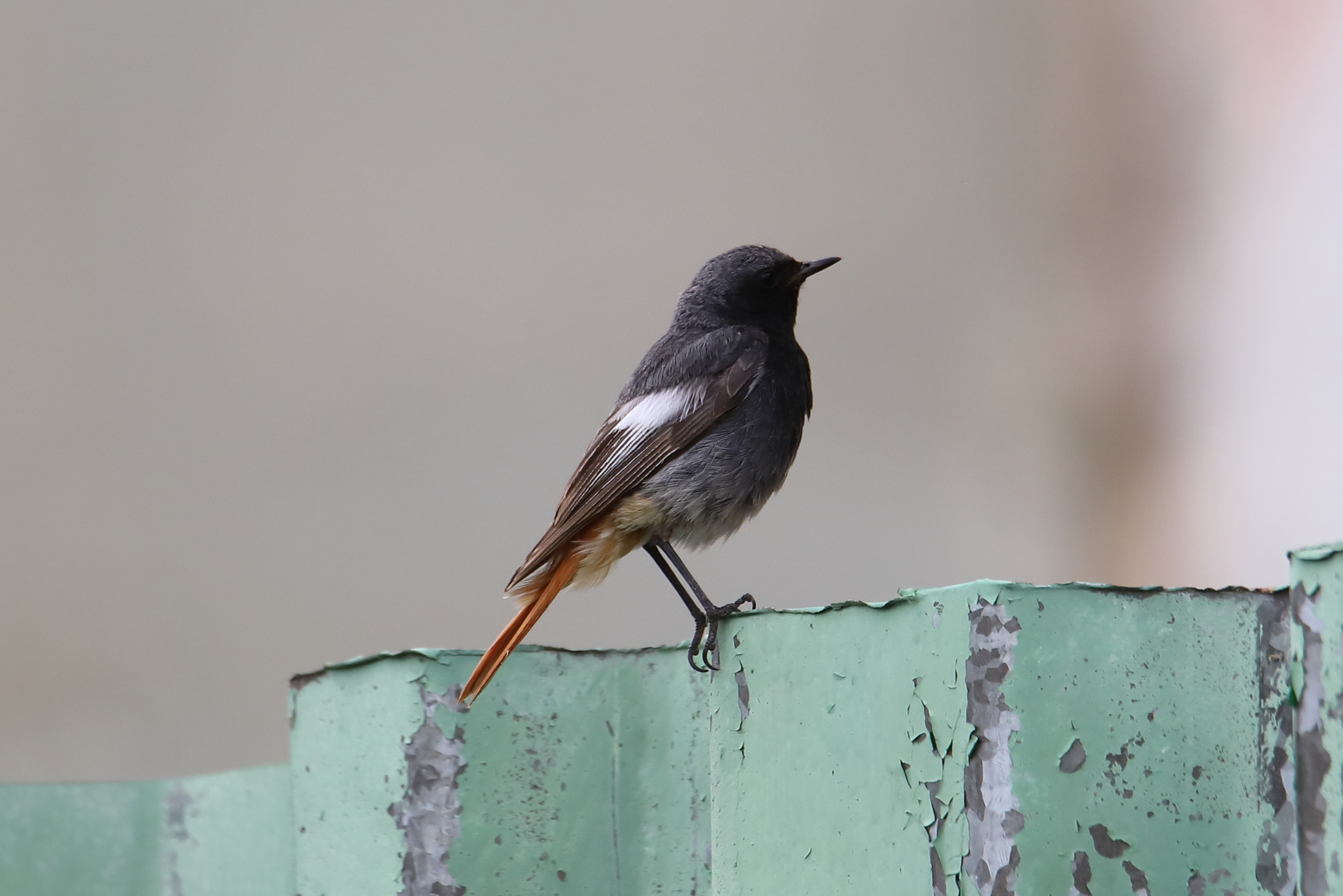 iNaturalist.org. А. Иванов, Алатырский р-н Чувашия, август 2023
