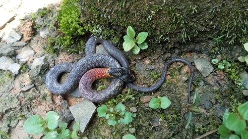 Heller's Red-necked Keelback