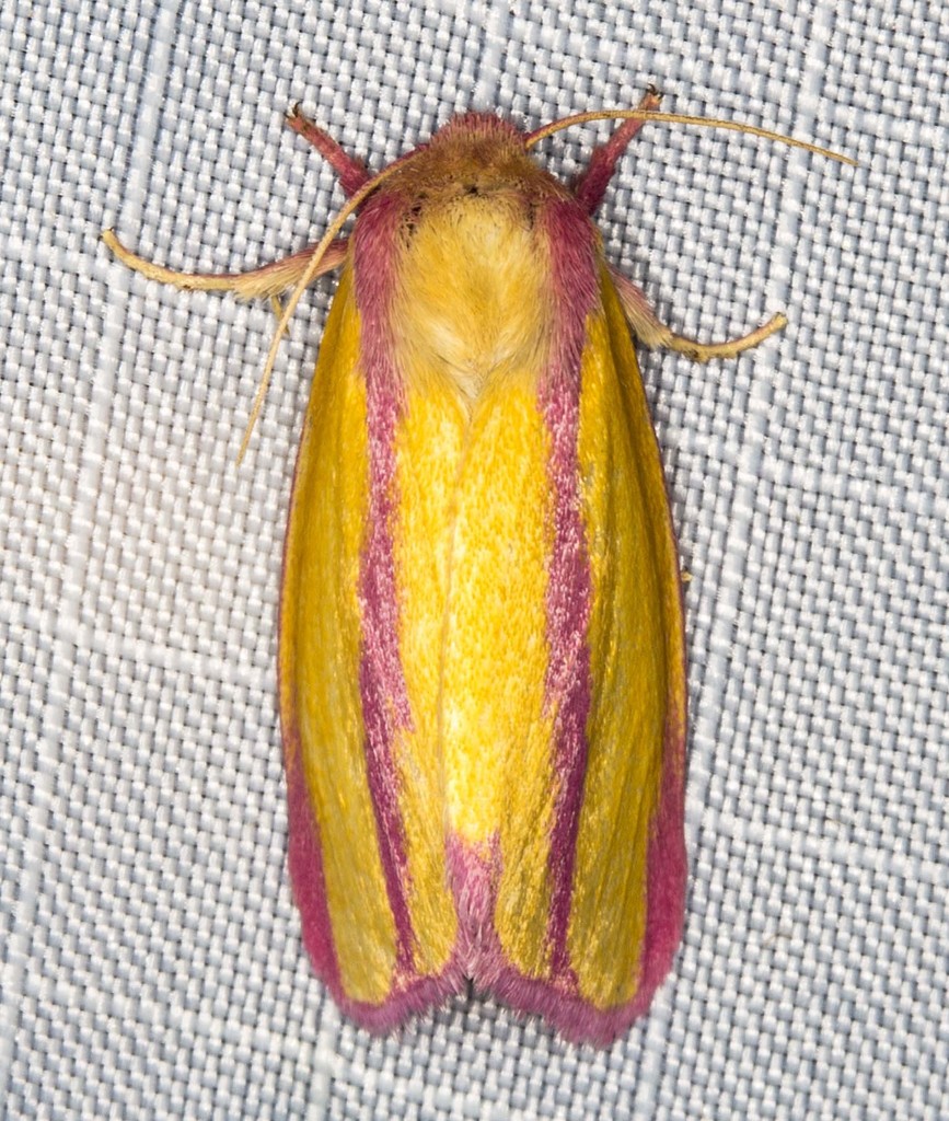 Metopiora