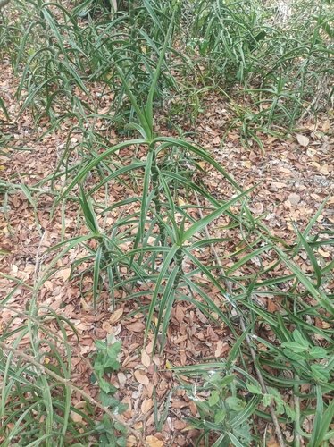 Dracaena bagamoyensis
