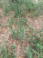 Dracaena bagamoyensis