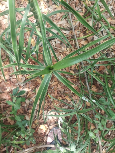 Dracaena bagamoyensis, photograph 1