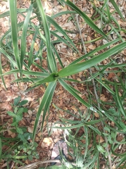 Dracaena bagamoyensis, photograph Martin Tlustos, CC0, iNaturalist via GBIF