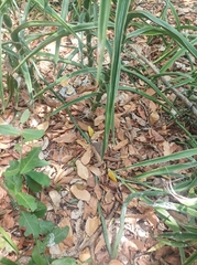 Dracaena bagamoyensis, photograph Martin Tlustos, CC0, iNaturalist via GBIF