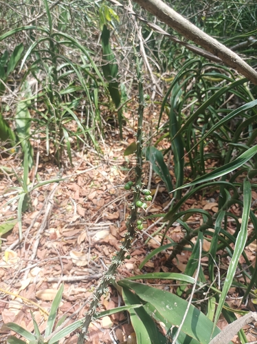 Dracaena bagamoyensis, photograph 3