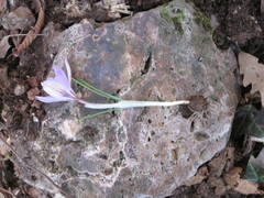 Crocus etruscus