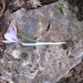 Etruscan Crocus - Photo (c) Emiliano Mori, some rights reserved (CC BY-NC), uploaded by Emiliano Mori