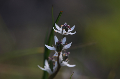 Wurmbea sinora (Wurmbea sinora)