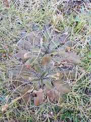 Plantago spathulata