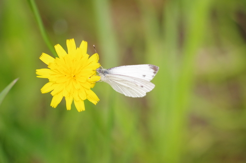Pieris napi