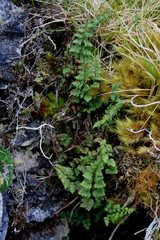 Cystopteris tasmanica