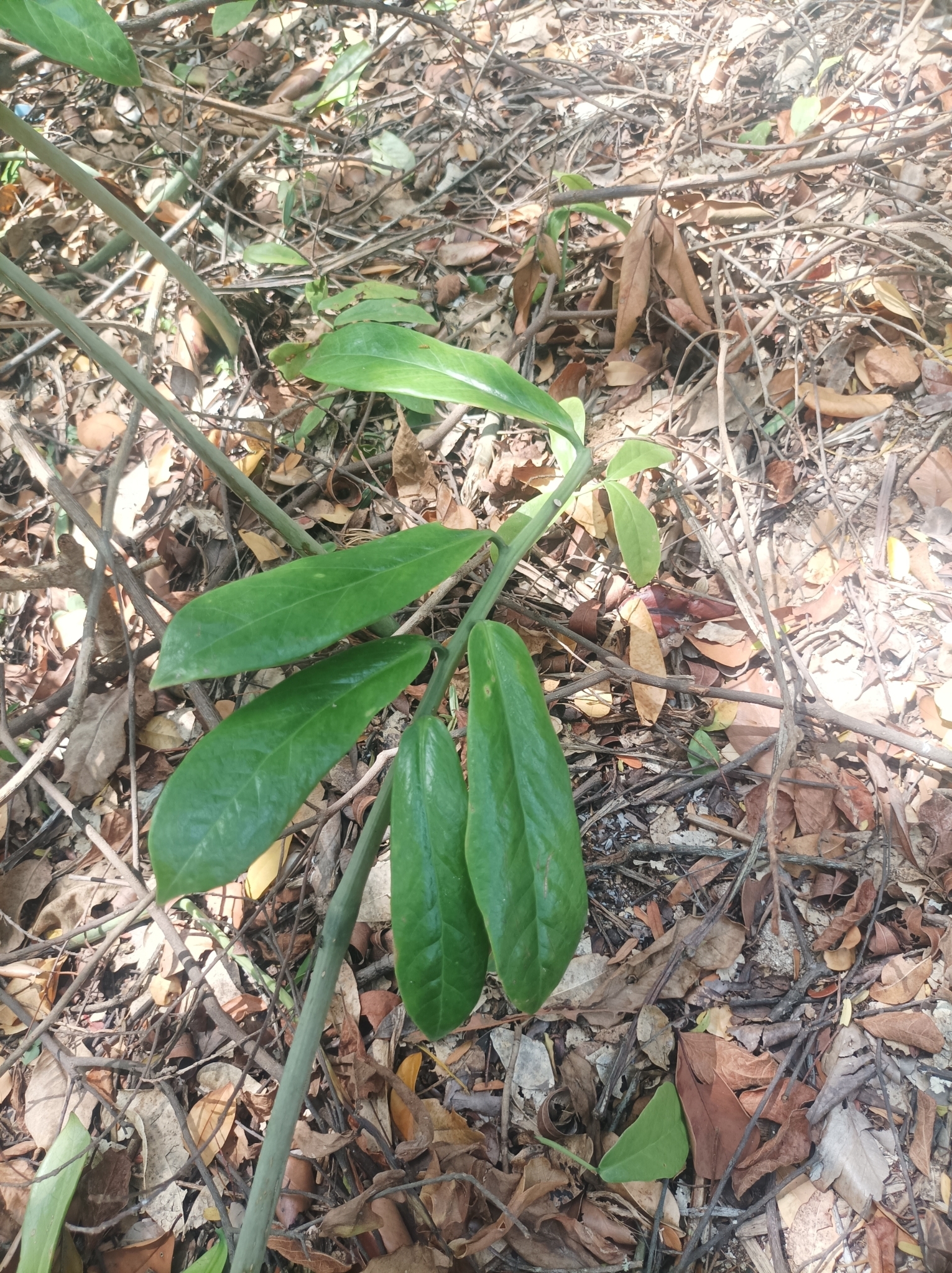 Imagem de Zamioculcas