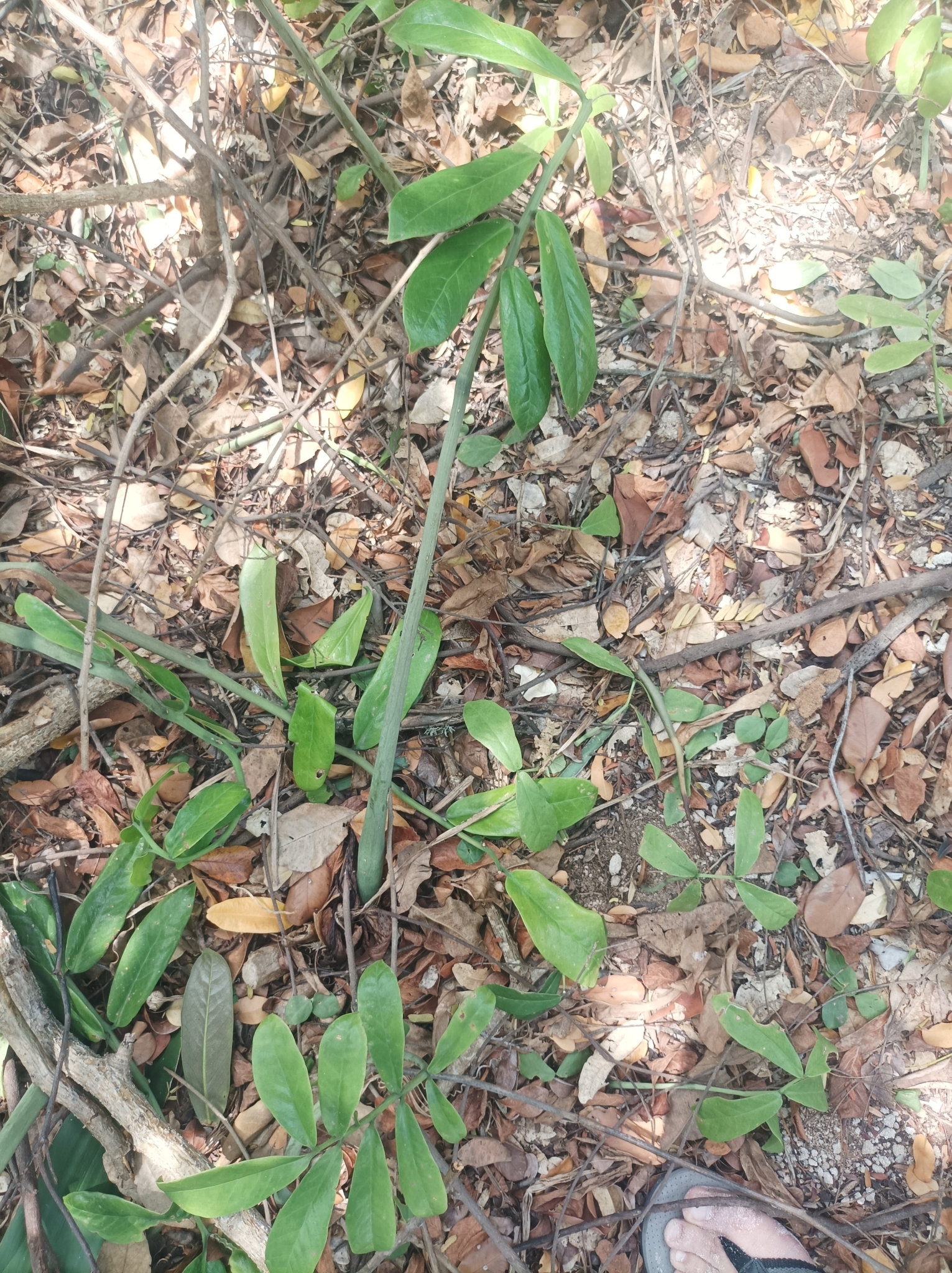 Imagem de Zamioculcas