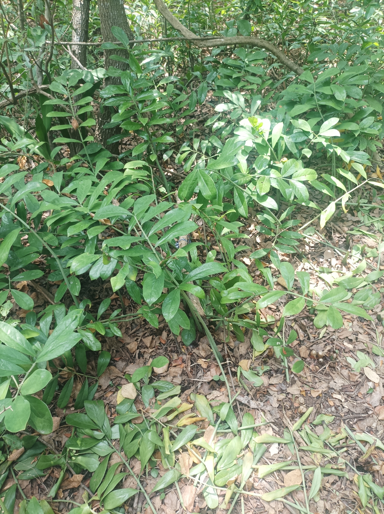 Imagem de Zamioculcas