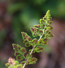 Cystopteris tasmanica