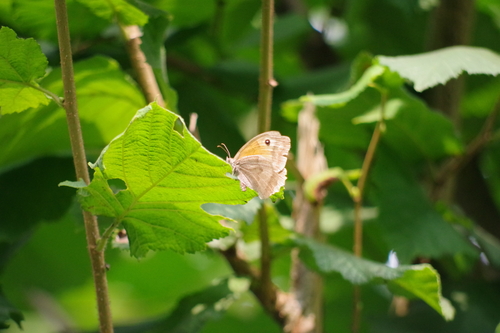 Maniola jurtina