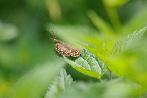 Pararge aegeria
