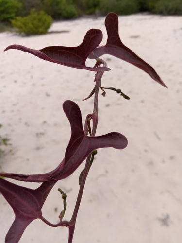 Aristolochia albida