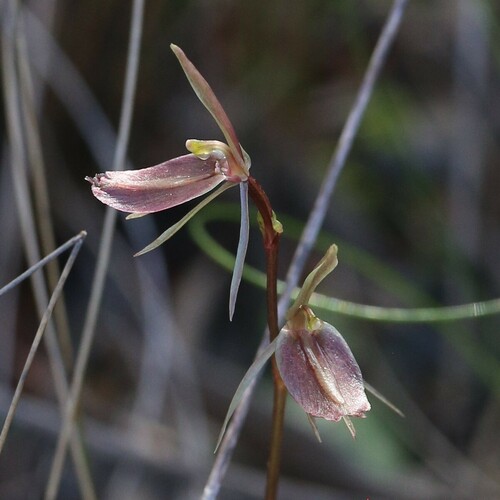 Image of Cyrtostylis robusta by (c) Hugo Innes, some rights reserved (CC BY)