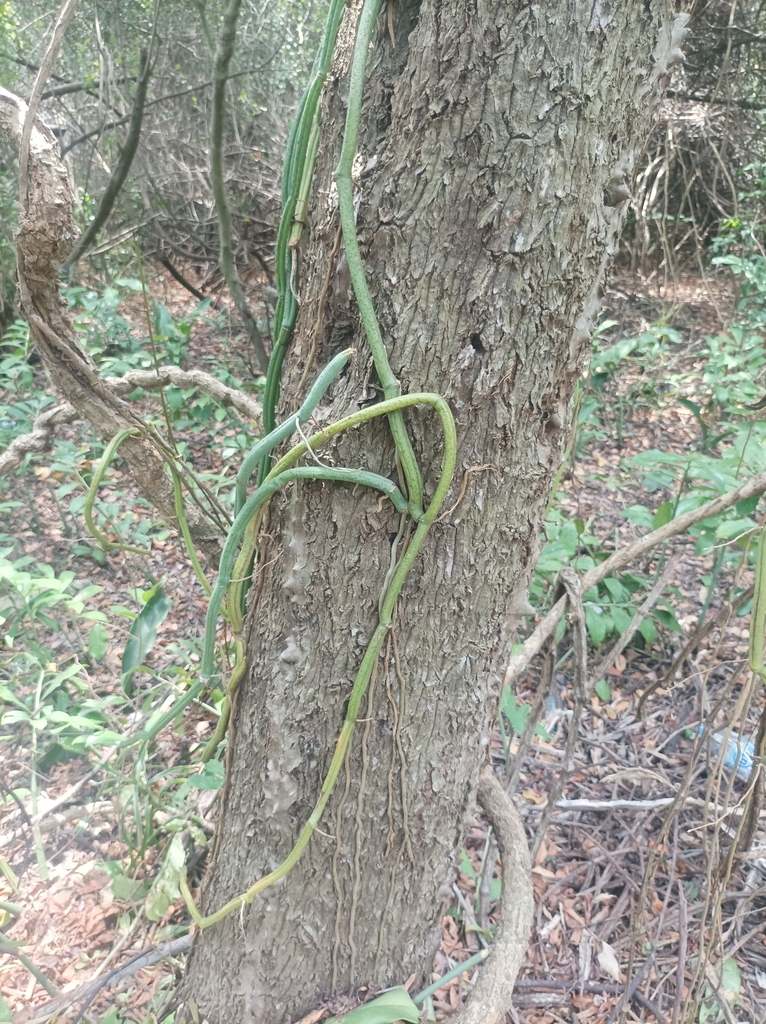 Vanilla roscheri