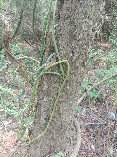 Rochers Vanilla (Vanilla roscheri)