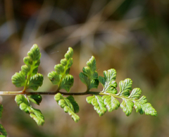 Cystopteris tasmanica