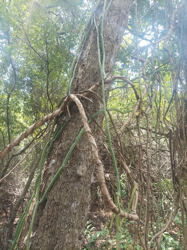 Image of Vanilla roscheri by no rights reserved