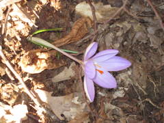 Crocus etruscus