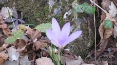 Crocus etruscus
