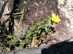 Passifloraceae