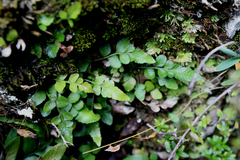 Asplenium lyallii