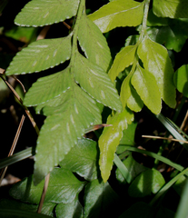 Asplenium lyallii