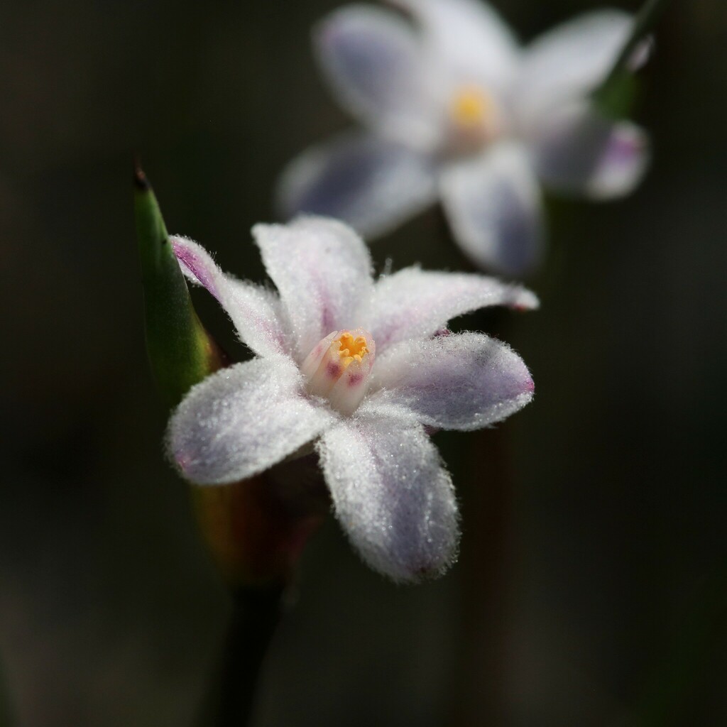 Tribonanthes violacea (Tribonanthes violacea)
