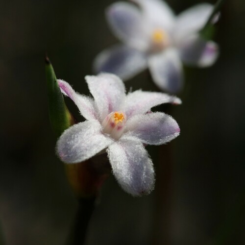 Tribonanthes violacea (Tribonanthes violacea)