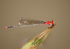 Pseudagrion pilidorsum declaratum