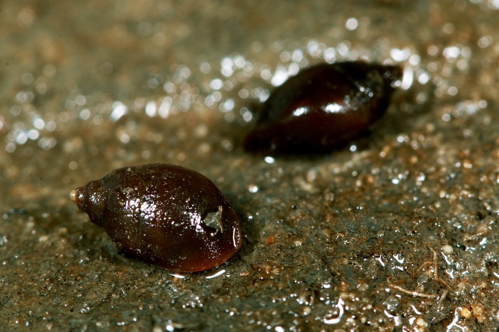 Stenothyra nana
