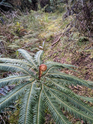 Sticherus cunninghamii observed 2023-08-27
