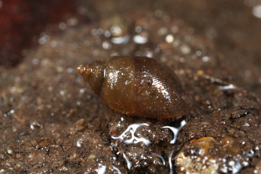 Stenothyra monilifera