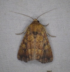 Perigea xanthioides
